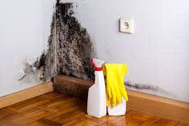 Mold Odor Removal Services in Piqua, OH